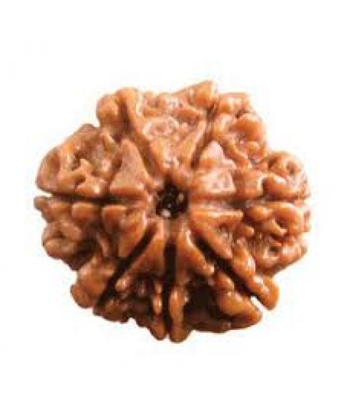 7 Mukhi Rudraksha